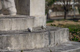 <center> L'hôpital Salvator.</center>Deux pigeons.