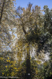 <center>Le parc de Maison Blanche.</center>Copalme d'Amérique ou liquidambar.